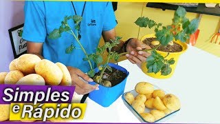 Como Plantar Batata FÁCIL  MUDAS  1 [upl. by Hakeem]