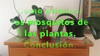 Cómo eliminar los mosquitos de nuestras plantas Conclusión [upl. by Kramnhoj]