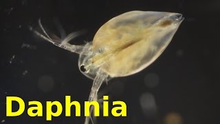 Daphnia [upl. by Areema592]