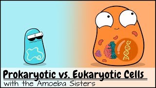 Prokaryotic vs Eukaryotic Cells Updated [upl. by Anihsat]