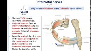 Intercostal Nerves and Vessels  Dr Ahmed farid [upl. by Spiro]