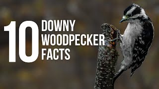 10 Downy Woodpeckers Facts [upl. by Giffard]