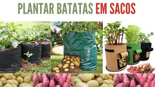 Aprenda a Plantar Batata em SACOS [upl. by Eiroc]