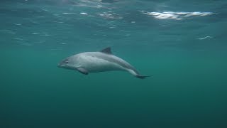 Curious Harbour Porpoises filmed with a polecam [upl. by Otrebogir]