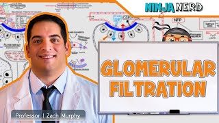 Renal  Glomerular Filtration [upl. by Snodgrass]