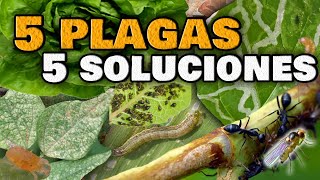 5 PLAGAS en las Plantas y sus INSECTICIDAS CASEROS  ELIMINA las Moscas Blancas Pulgones Orugas [upl. by Tham466]