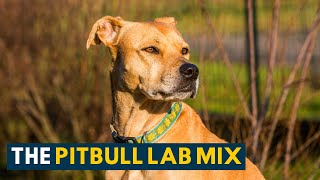 Pitbull Lab Mix Everything About the Loyal amp Loving Bullador [upl. by Aniryt]