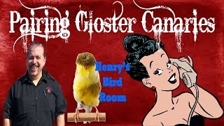 Pairing Gloster Canaries  Henrys Bird Room [upl. by Bendix]