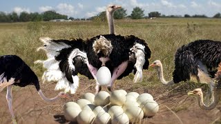 How Ostrich Laying To Giant Eggs [upl. by Eenet]