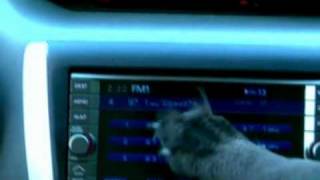 Subaru Dog Commercials Compilation 8 commercials [upl. by Ellehcor407]