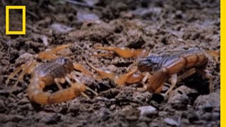 Cannibal Scorpions vs Shrew  National Geographic [upl. by Cohen]