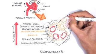 Glomerulonephritis Causes Signs and Symptoms Diagnosis and Treatment [upl. by Yelha]