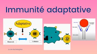 Immunité adaptative [upl. by Queenie]