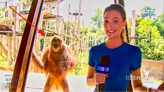 Funniest Animals News Bloopers Of All Time [upl. by Tsiuqram]