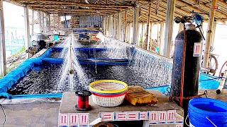 Farming of Tilapia  Breeding Plans Mass Seed Production and Aquaculture Techniques [upl. by Einitsed]