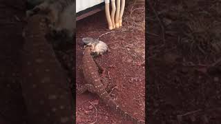 Goanna vs Feral Cat onlyinaustralia [upl. by Monk]