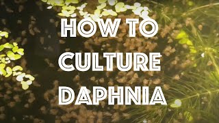 How To Culture Daphnia Magna [upl. by Audwen]