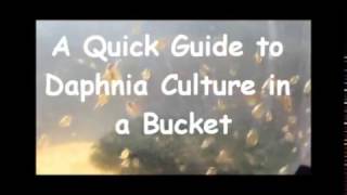 How to culture daphnia outside [upl. by Bina231]