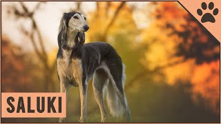 Saluki Dog Breed  The Persian Sighthound [upl. by Blackington]