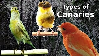 Types of Canaries [upl. by Anneliese268]