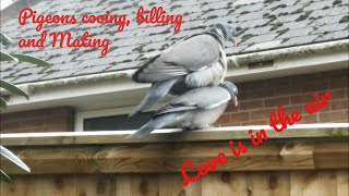 pigeons billing cooing kissing and mating [upl. by Seafowl]