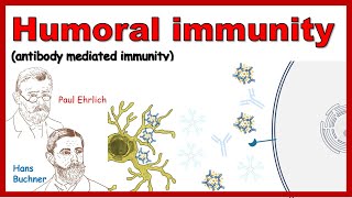 Humoral immune response Antibody mediated immunity [upl. by Aiuqcaj712]