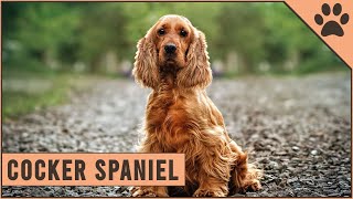 Cocker Spaniel  Dog Breed Information [upl. by Atterg]