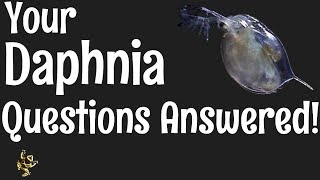 Daphnia Questions Answered [upl. by Nniroc]