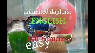 daphnia moina culture Easy way Unlimited production English  with sub Green water Chlorella [upl. by Eilegna583]