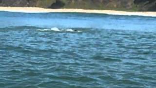 Dolphins attack porpoises in Monterey Bay [upl. by Dnomse443]