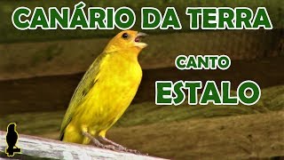 CANÁRIO DA TERRA  CANTO ESTALO CantoDasAves [upl. by Armillda]