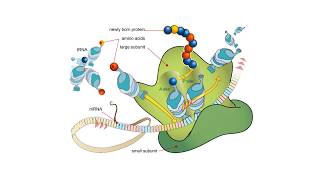 Proteínas  BIOQUÍMICA Estructuras proteicas y aminoácidos [upl. by Keary957]