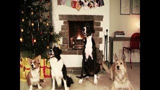 Pedigree Petfoods Barking Dogs Sing Jingle Bells 2009 Christmas TV Commercial HD [upl. by Adnohsad]