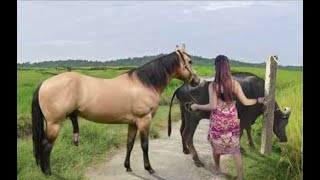 My sister training care her lovely horse in beginner 2021 [upl. by Orv]