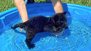 TEACHING BABY BLACK PANTHER HOW TO SWIM [upl. by Kinna]