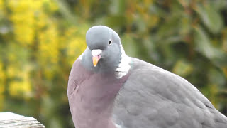 Wood Pigeon call [upl. by Atahs]