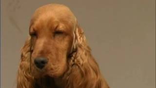 The Cocker Spaniel  Pet Dog Documentary [upl. by Eirac558]