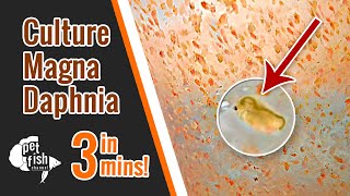 How to culture DAPHNIA MAGNA  The easy way [upl. by Flemming488]