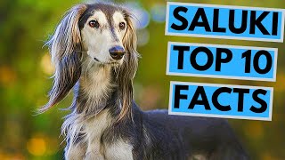 Saluki  TOP 10 Interesting Facts [upl. by Annehsat]