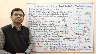 Diabetes Mellitus Part10 Mechanism of Action of Sulfonylurease  Antidiabetic Drugs  Diabetes [upl. by Llenna]