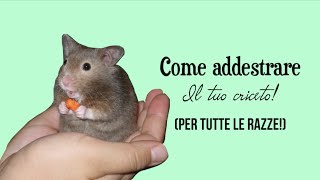 COME ADDESTRARE UN CRICETO 🐹🐾❤️ [upl. by Katerine]