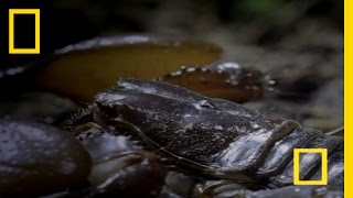 Emperor Scorpion  National Geographic [upl. by Wales]