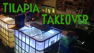 BREEDING TILAPIA In Aquarium  Tilapia Breeding Project Inspiration Setup and FAILURE [upl. by Asen]