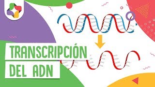 Transcripción del ADN  Educatina [upl. by Nicky]