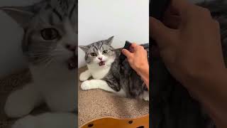 Funny Pets❤😂❤cat pets funny fumnyvideos foryou forxi [upl. by Hughmanick187]