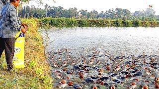 Tilapia Fish Farming  How to Feed Monosex Tilapia [upl. by Gish95]