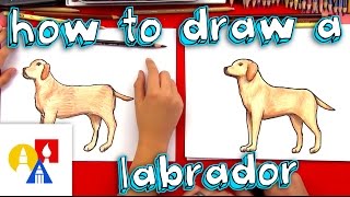 How To Draw A Yellow Labrador [upl. by Iahcedrom973]