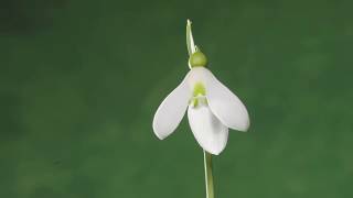 Aconite and Snowdrop flowers opening time lapse [upl. by Adahsar848]