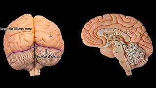 Cerebral Anatomy with simplified explanations of function [upl. by Adall]