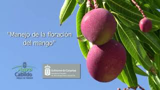 Manejo de la floración del mango  AgroCabildo [upl. by Arakaj]